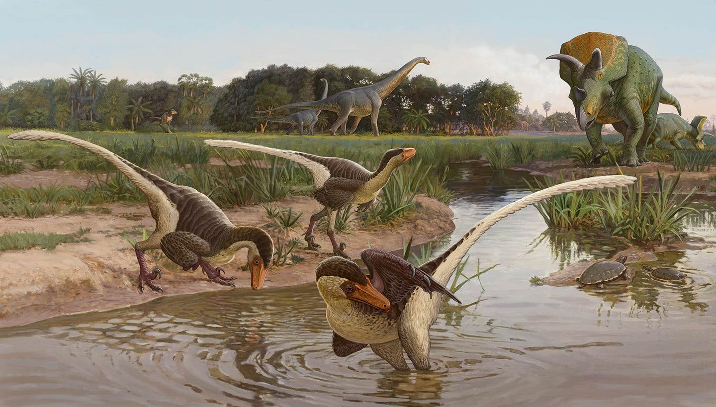 the newly discovered dinosaur: Dineobellator notohesperus