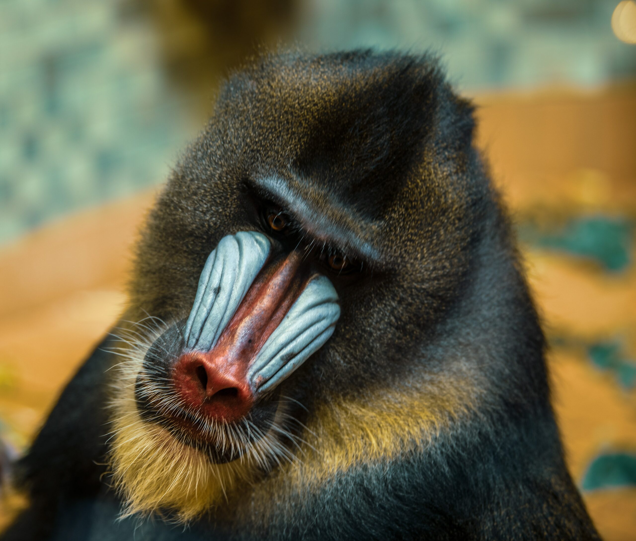 A mandrill baboon in a zoo