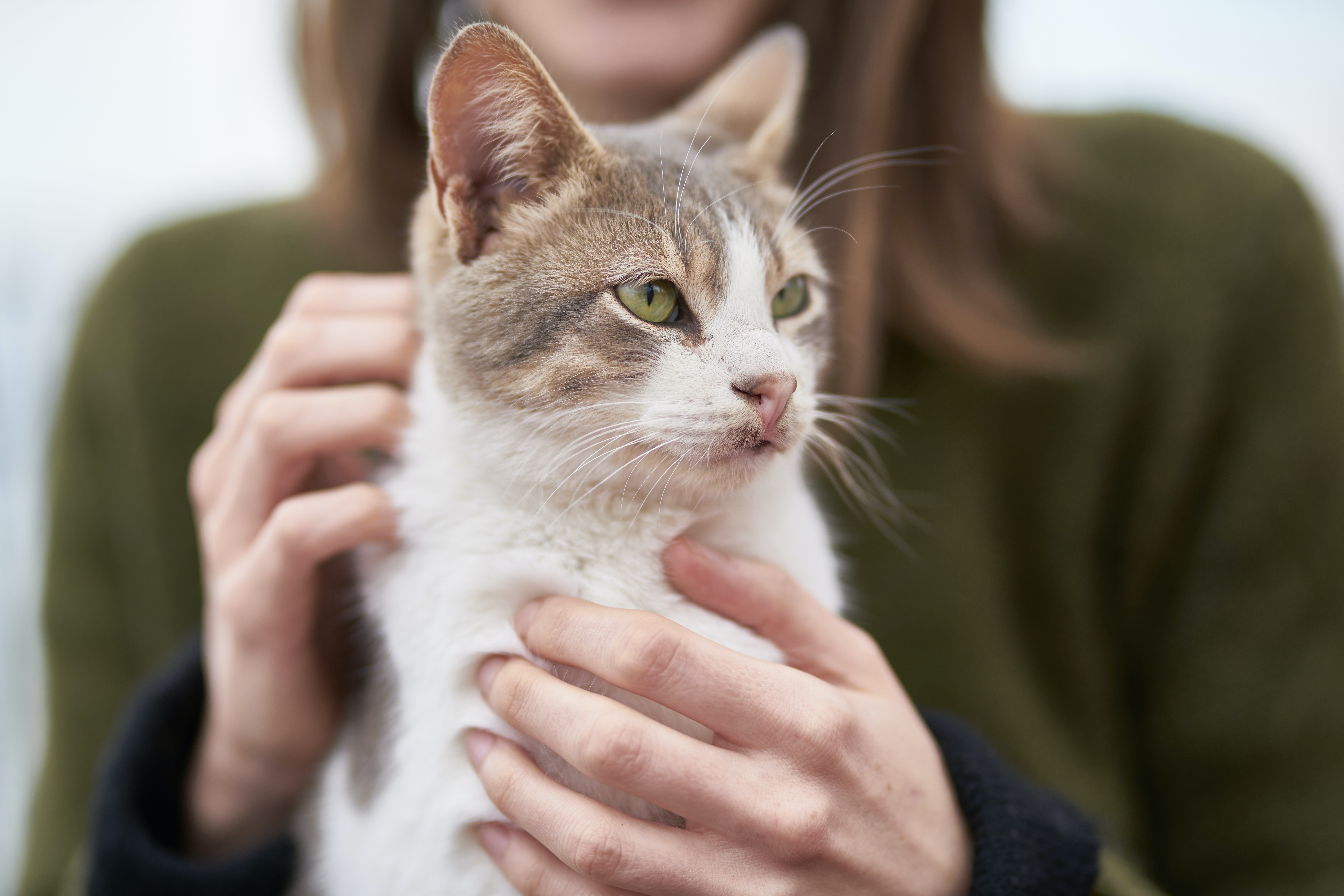 Tigers can get coronavirus—but you won’t catch COVID-19 from your cat