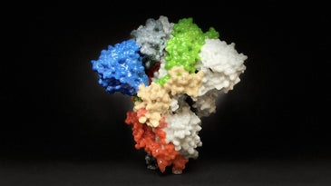 coronavirus spikey protein structure.