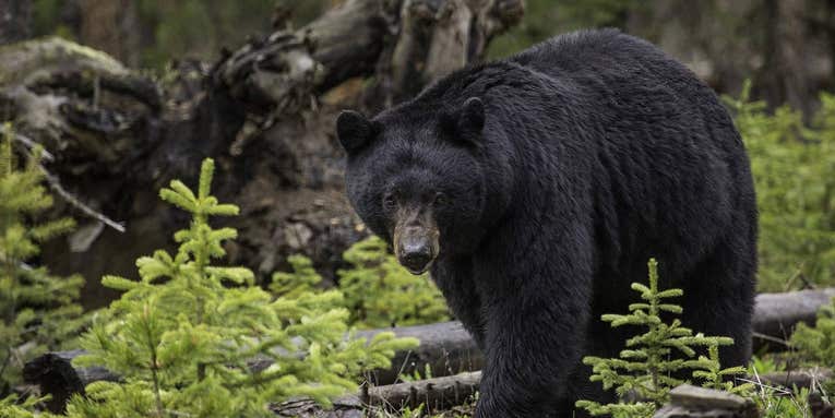 A 500-pound black bear keeps breaking into California homes. What’s next?
