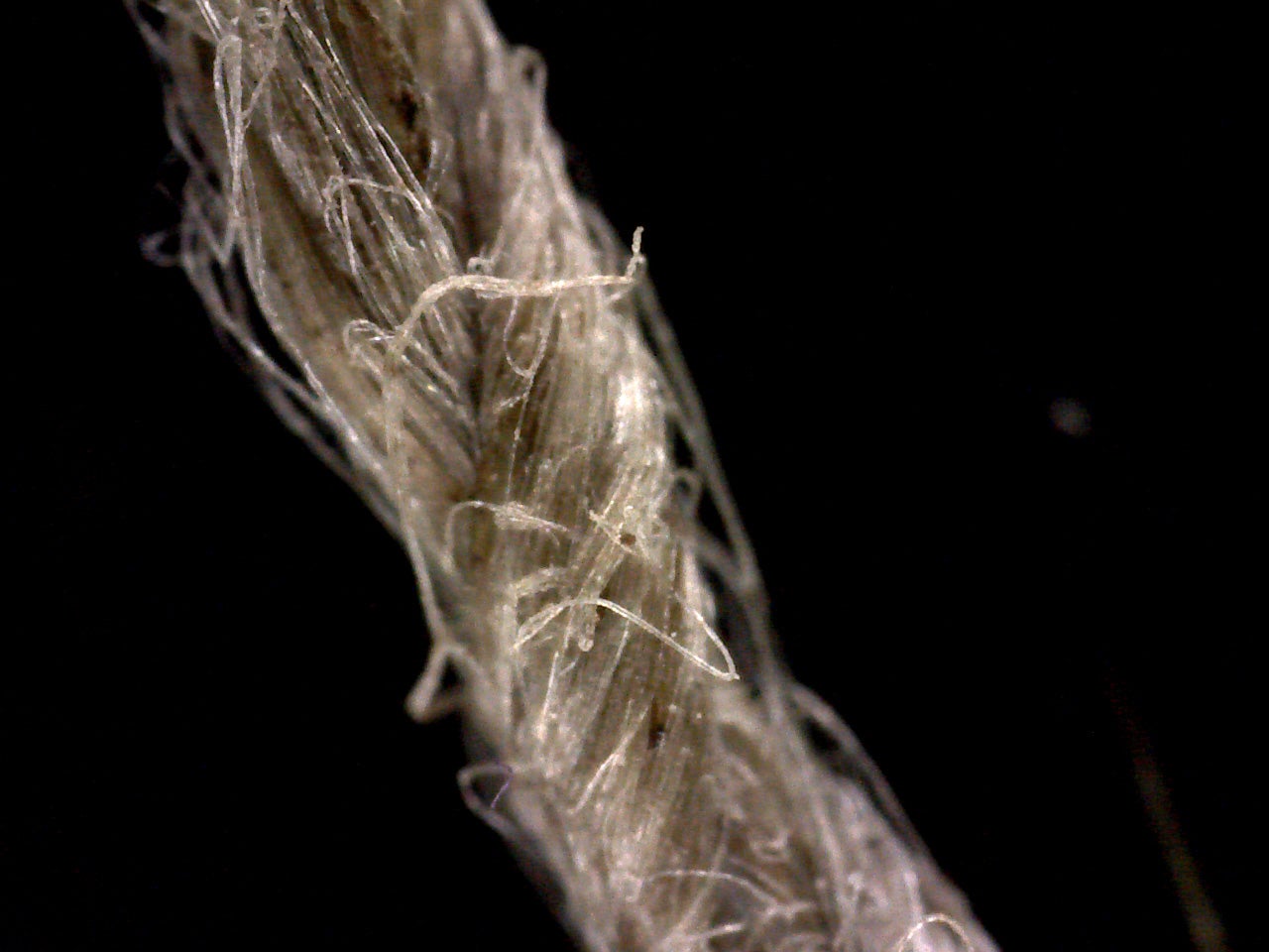 Close-up of modern flax cordage showing twisted fibre construction
