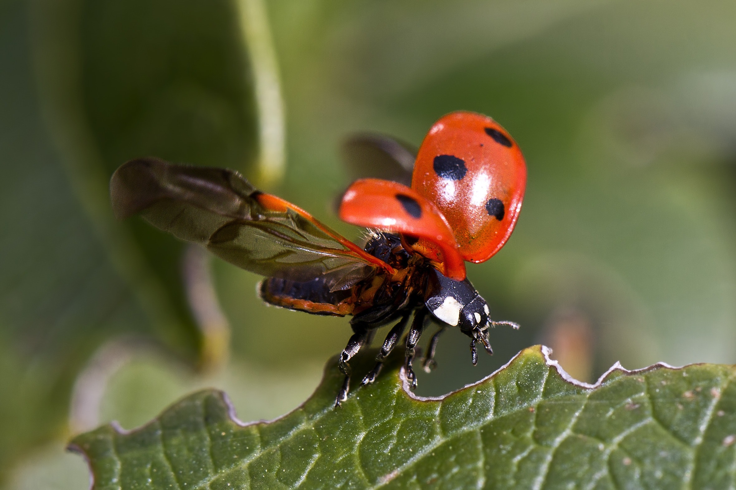 These fold-up robots fly just like ladybugs
