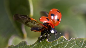 ladybug flying