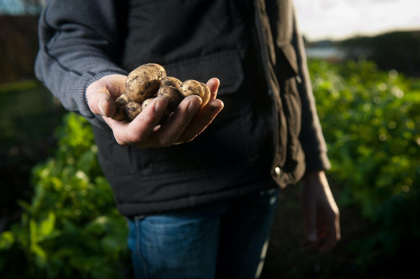 person holding potatoes in a field