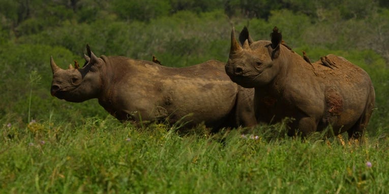 Rhinos pay a painful price for oxpecker protection