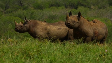 Rhinos with oxpeckers on their back.