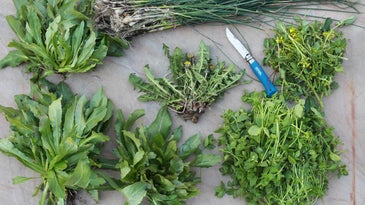a selection of invasive, edible weeds on a gray surface, with a knife among them