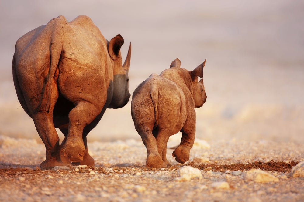 A black rhinoceros adult and calf in the desert