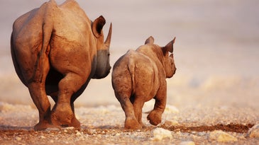 A black rhinoceros adult and calf in the desert