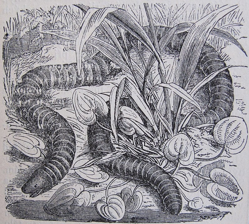 a drawing of a large worm
