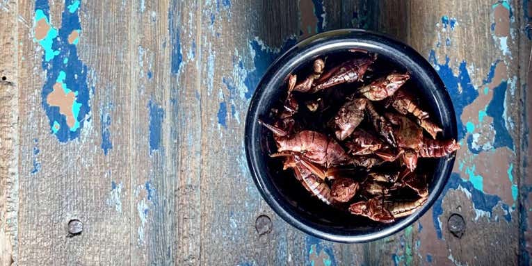 You should start eating bugs. Here’s how.
