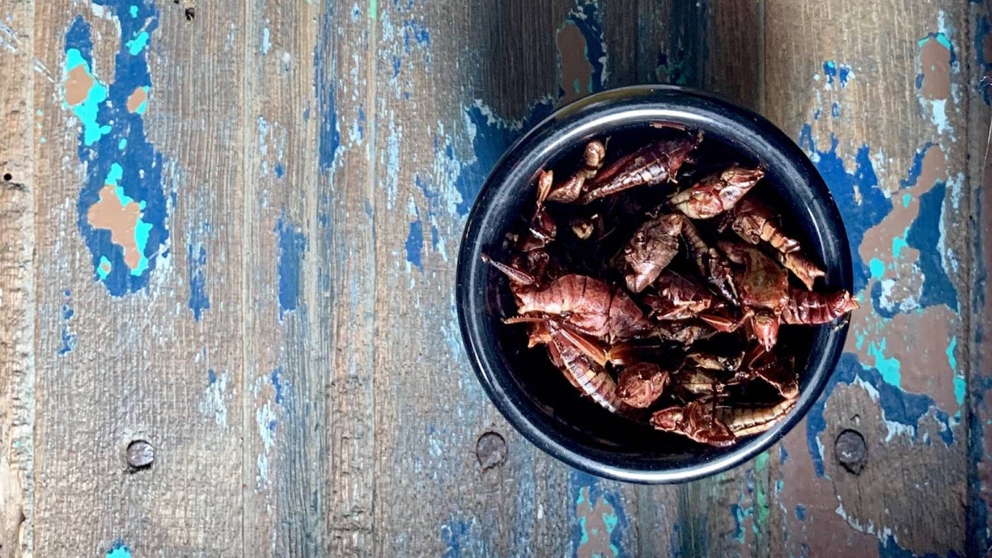 You should start eating bugs. Here’s how.