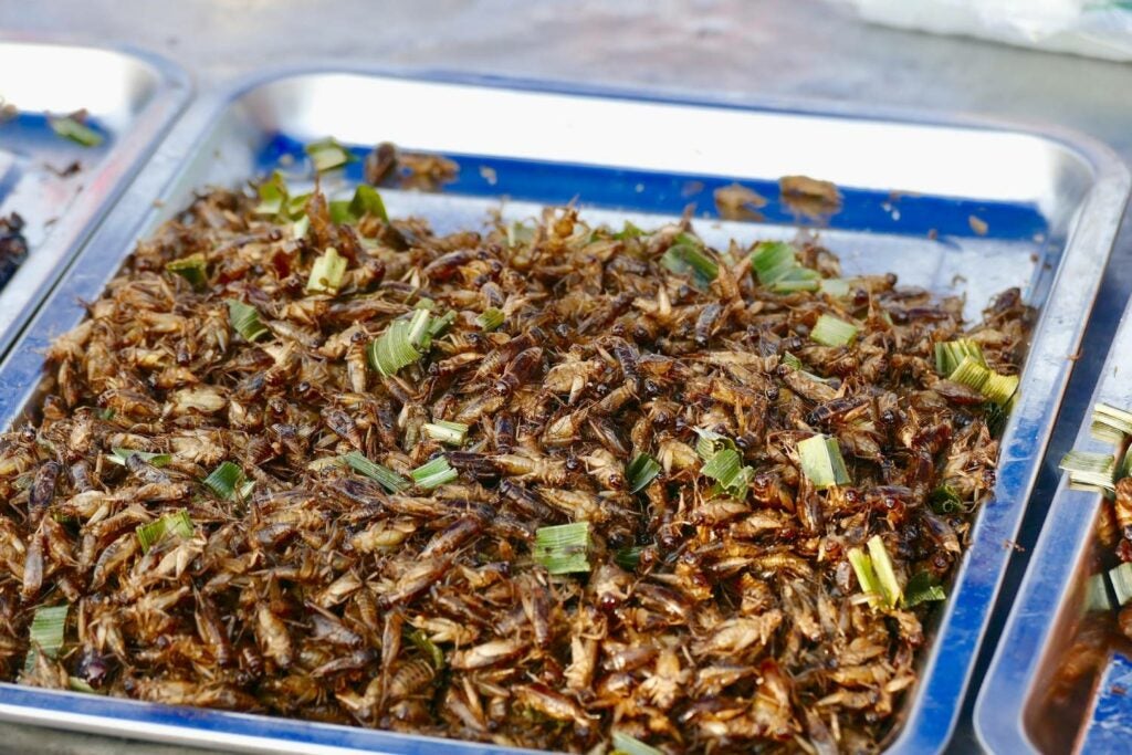 Tray of crickets