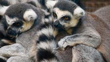 Horny lemurs use body odor as a pick-up line