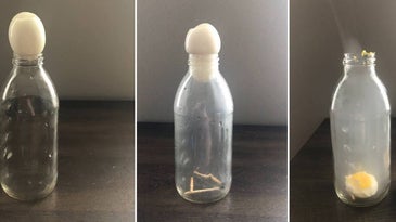 a process photo of the egg-in-bottle experiment, from the egg on a glass bottle, to an egg being pushed (not sucked) into the bottle by fire from matches, to the result