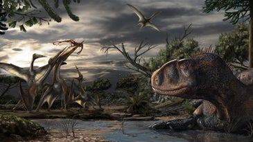 An abelisaur, a short-snouted predatory dinosaur, rests while several pterosaurs fight over leftovers from a carcass.