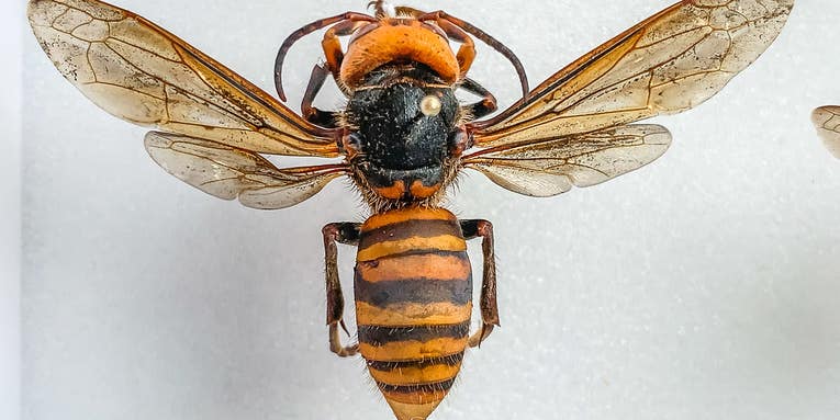 Murder hornets are officially here, but don’t freak out yet
