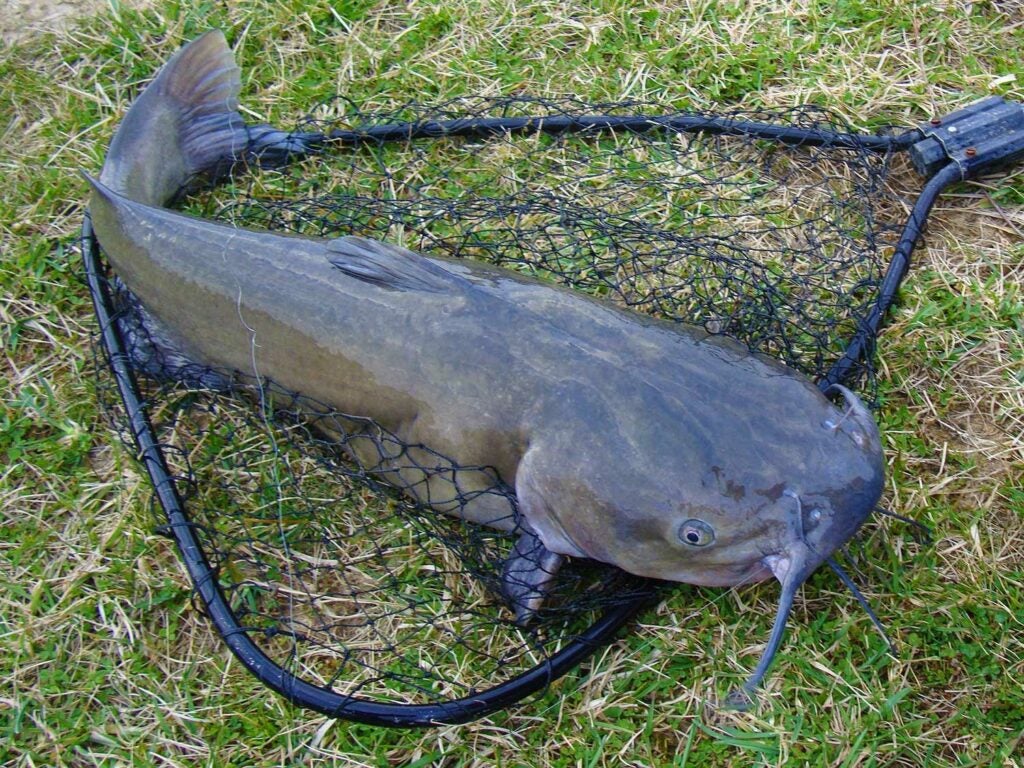 A catfish in a fishing net.