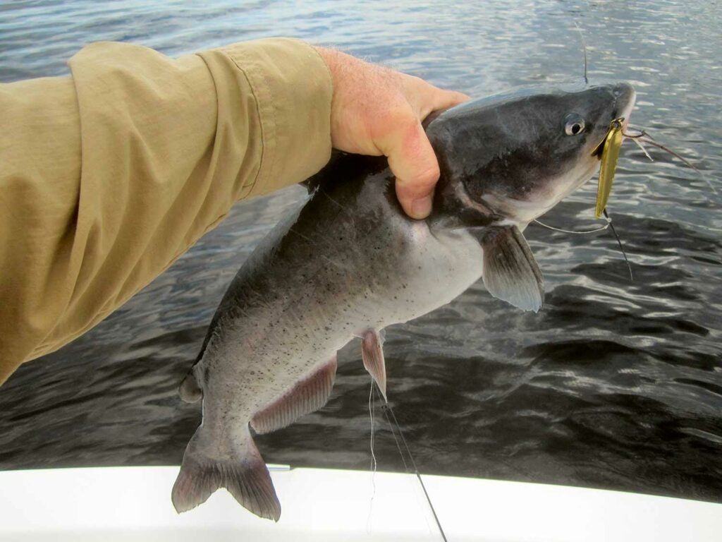 Angler holding up a channel catfish.