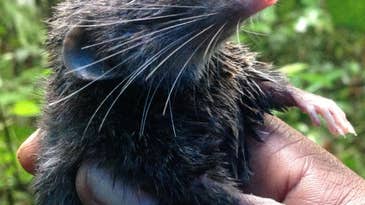 This fuzzy little shrew has nature’s toughest backbone