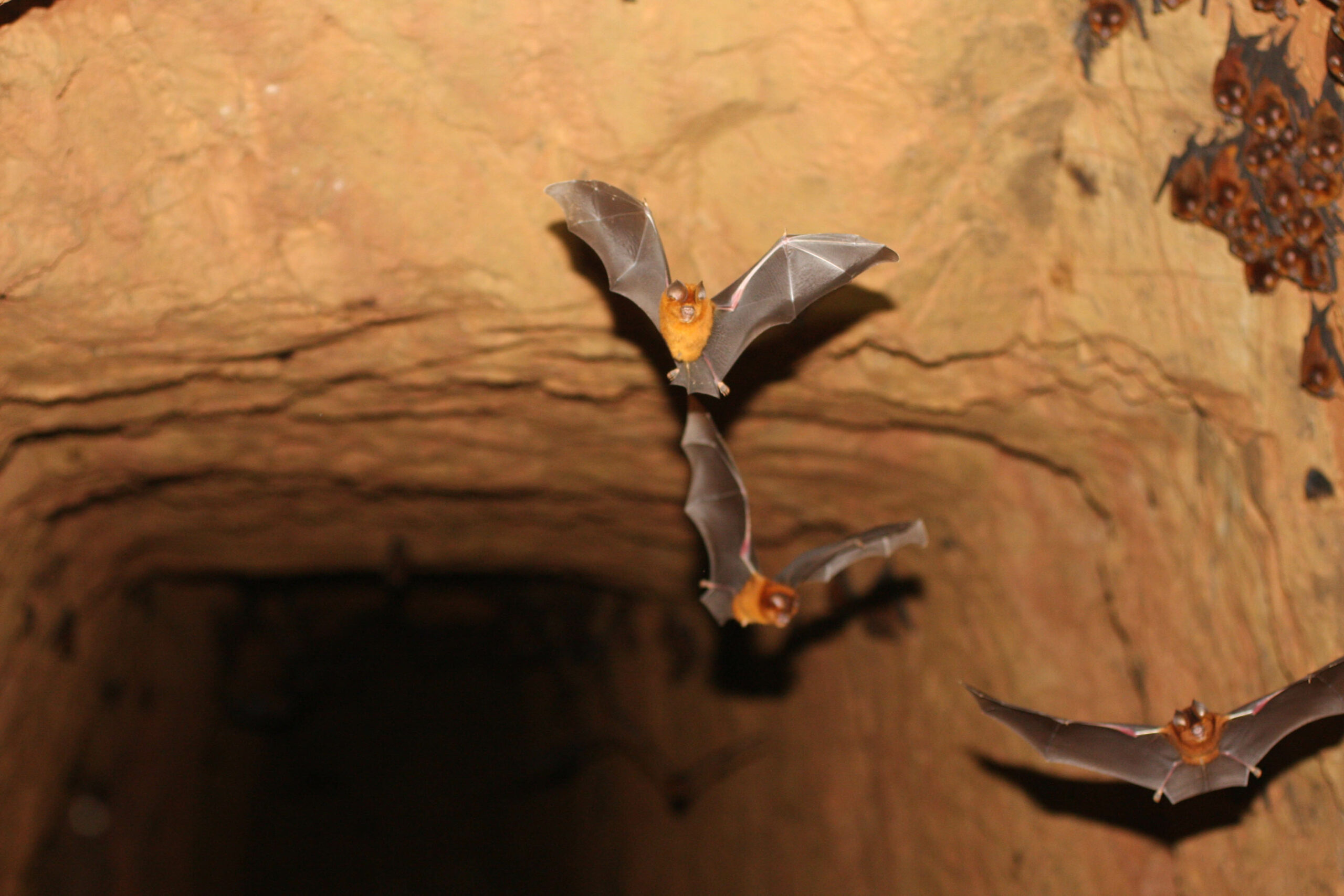 bats flying out of an abandoned gold mine