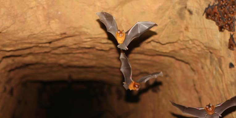 Why do so many diseases come from bats?