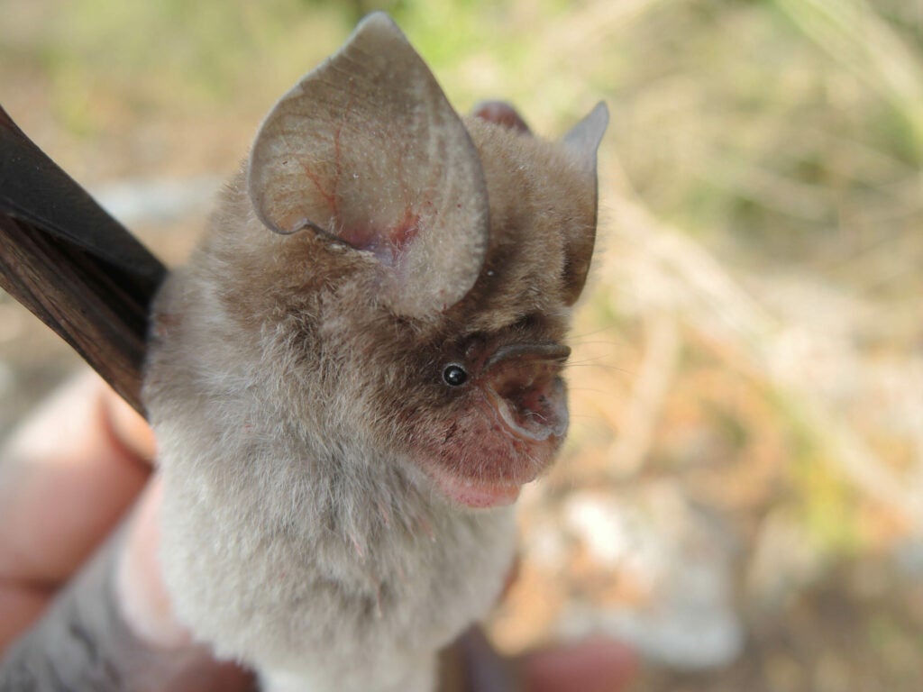 a close up of a bat