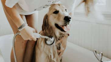 How to bathe, brush, and trim your pets at home