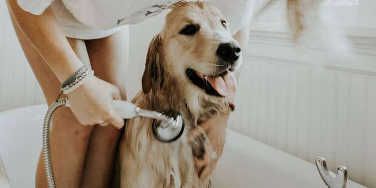 How to bathe, brush, and trim your pets at home