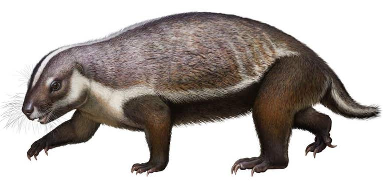This ‘crazy beast’ is unlike any mammal we’ve ever seen