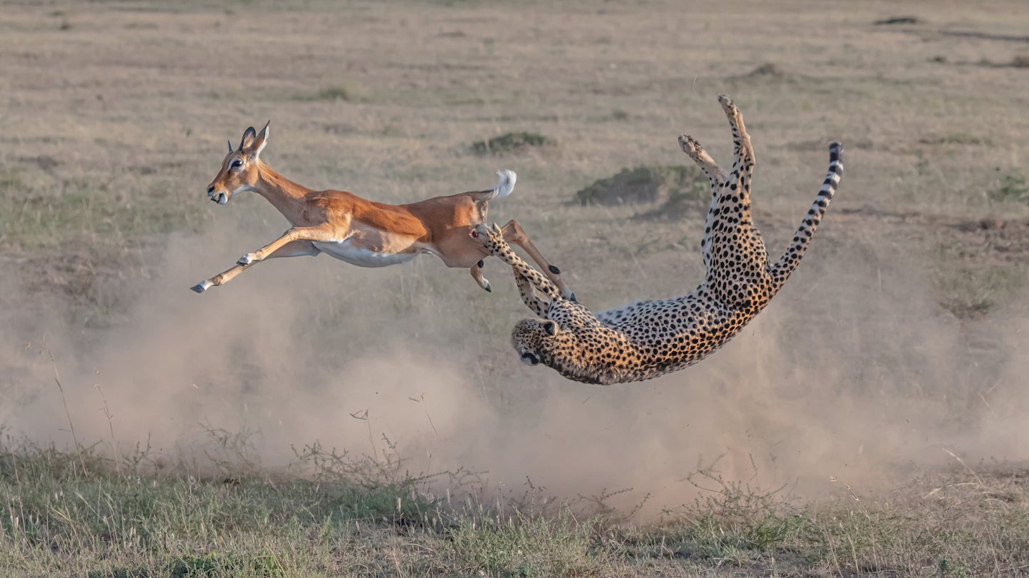 cheetah chasing an antelope