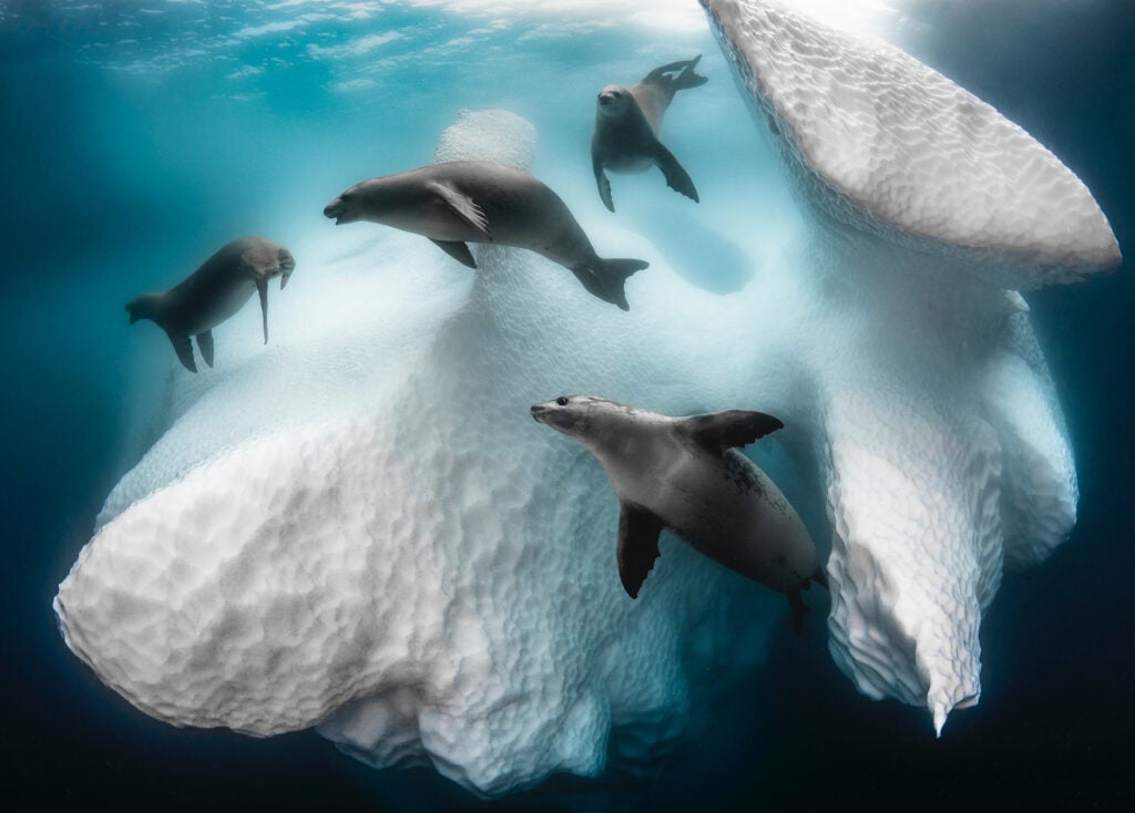 seals hunting underneath ice