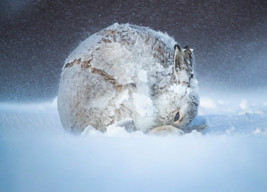 rabbit in a snowstorm