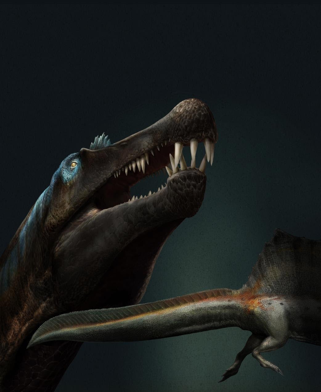 Reconstruction of Spinosaurus in life