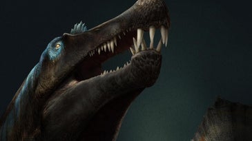 Reconstruction of Spinosaurus in life