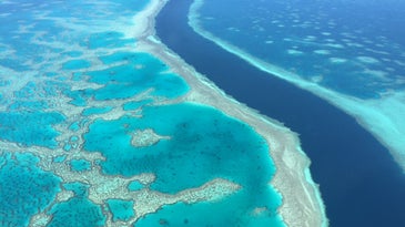 overhead view of a coral reef