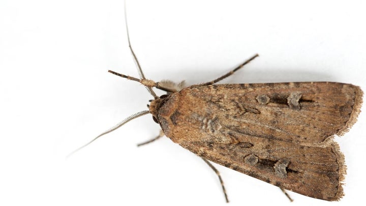An inch-long bogong moth covers hundreds of miles of Australian terrain to return to its birthplace.