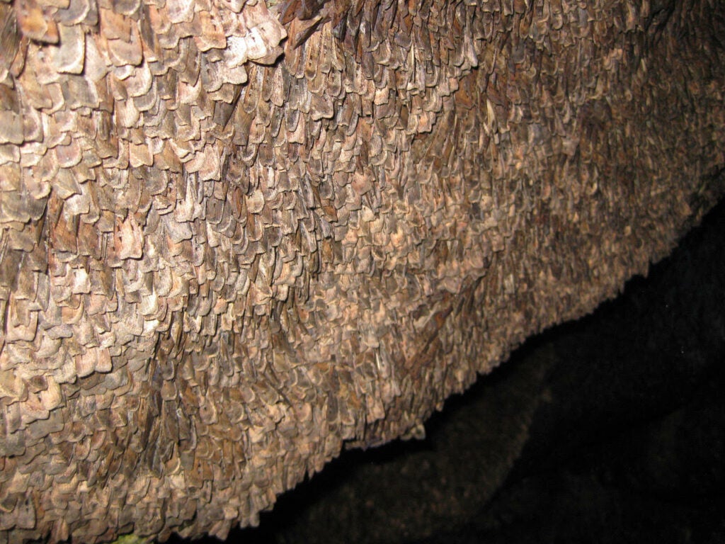 In late spring, the caves and hollows of Australia's Kosciuszko National Park fill up with migrating moths.
