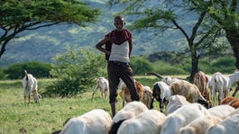 A Maasai youth with a goat herd in Tanzania