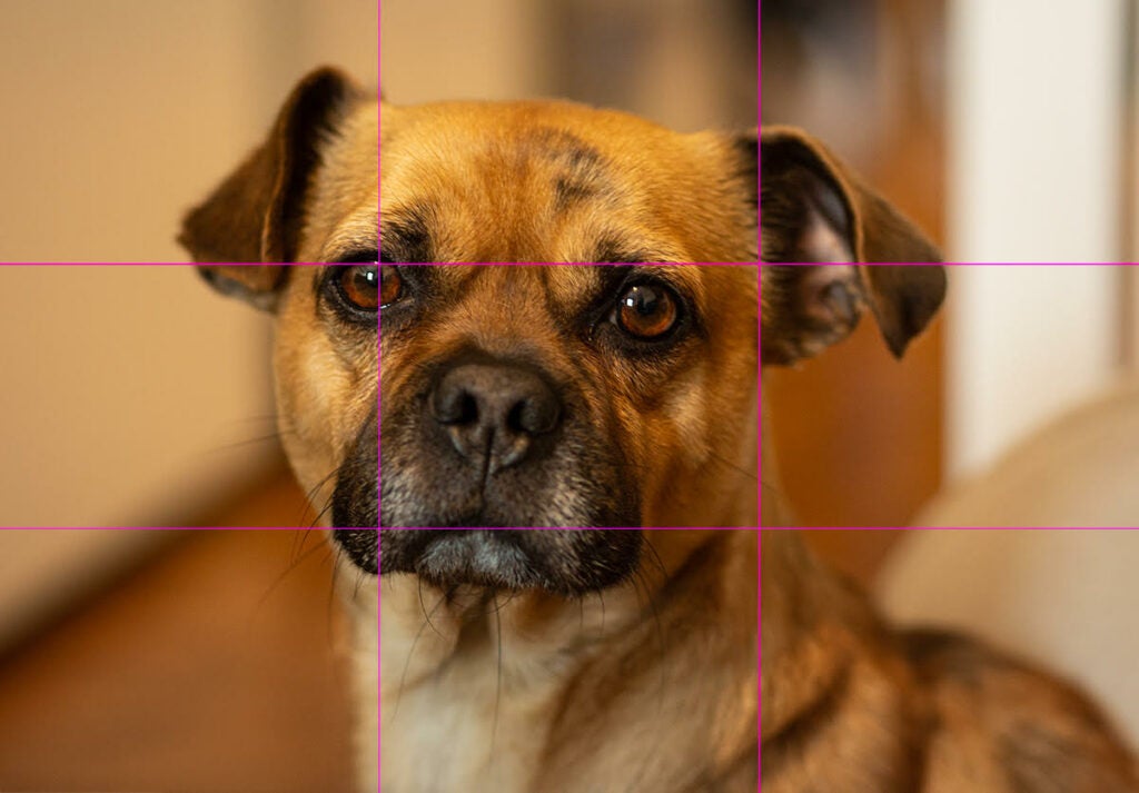 a photo of a dog with a three-by-three grid overlaid to depict photography's rule of thirds