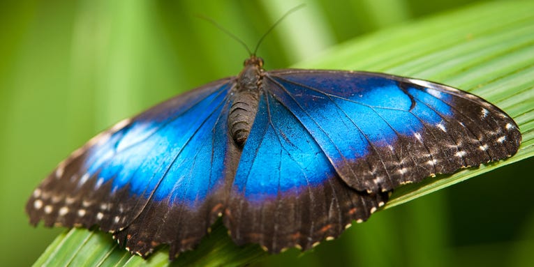We can soon thank butterfly tongues for better cancer treatments and vaccines