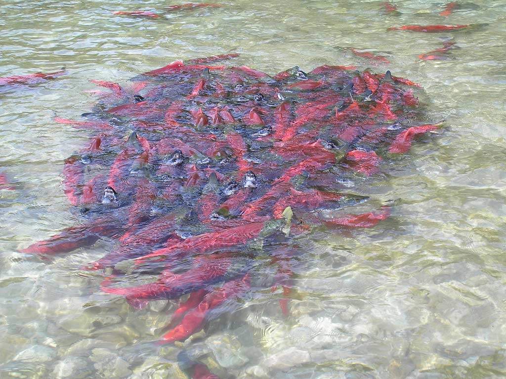 A cluster of spawning sockeye salmon.