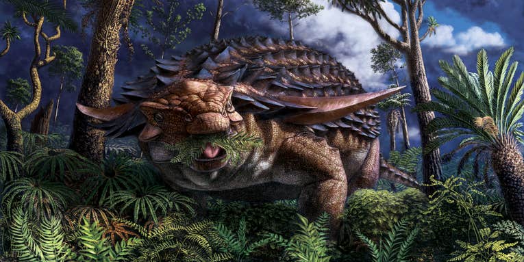 Mummified ankylosaur offers a rare glimpse of a dinosaur’s last meal