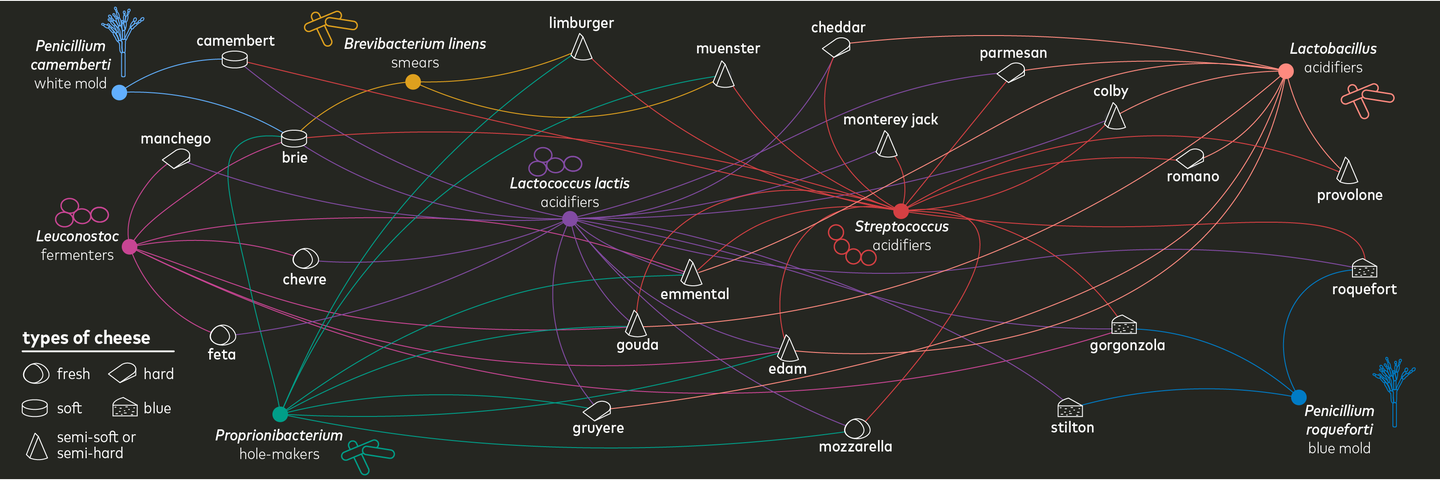 network graph of microbes involved in cheese making