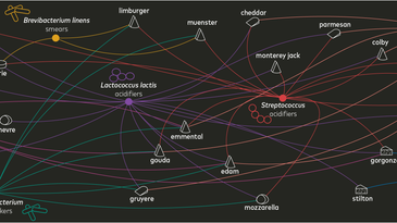 network graph of microbes involved in cheese making
