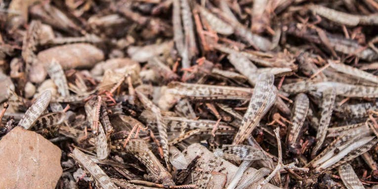 An unprecedented locust swarm is creating unlikely allies