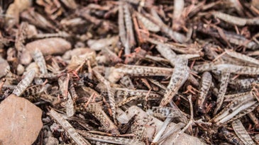 Pesticide-killed locusts