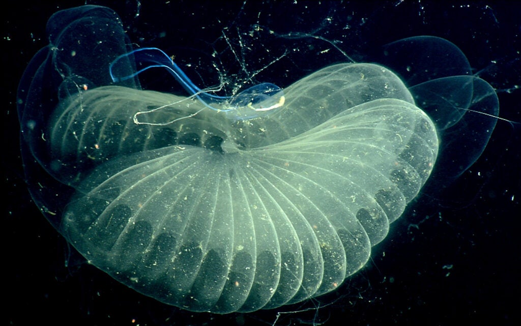 A close up view of the giant larvacean, the blue tad-pole-like swoosh in the center, and its snot palace.