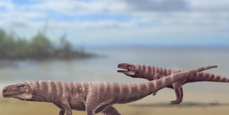 Crocodiles’ ancient ancestors may have walked on two legs